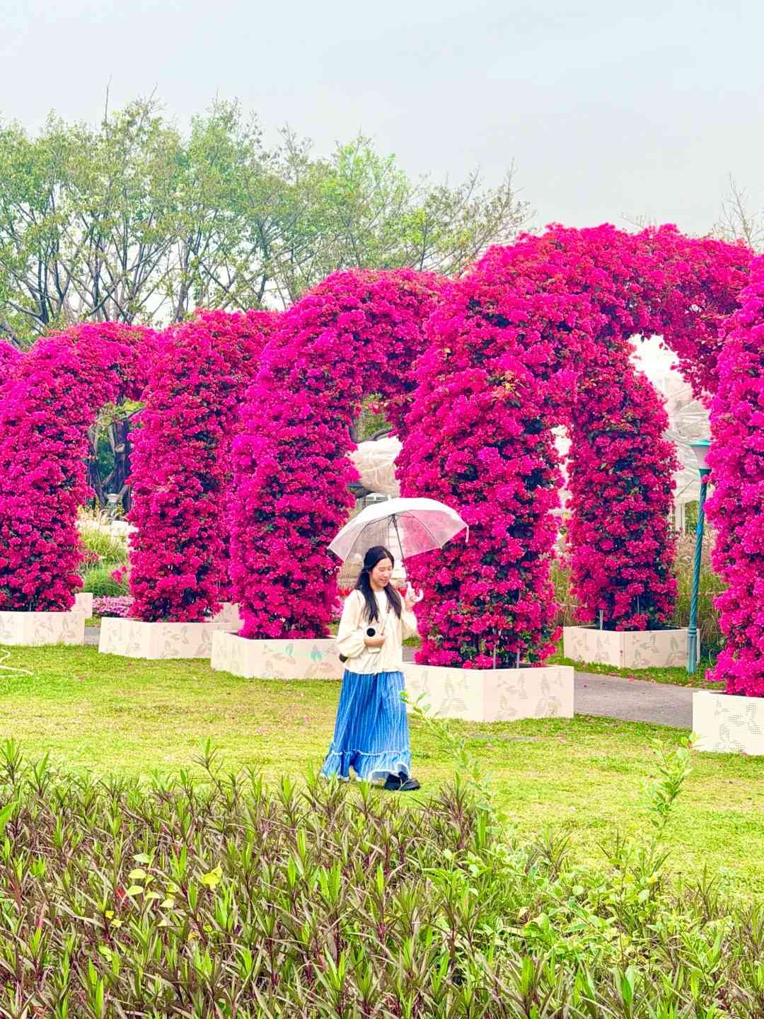 北上賞花|免費入場!超夢幻簕杜鵑花隧道、罌粟花海 北上賞花|免費入場!超夢幻簕杜鵑花隧道、罌粟花海