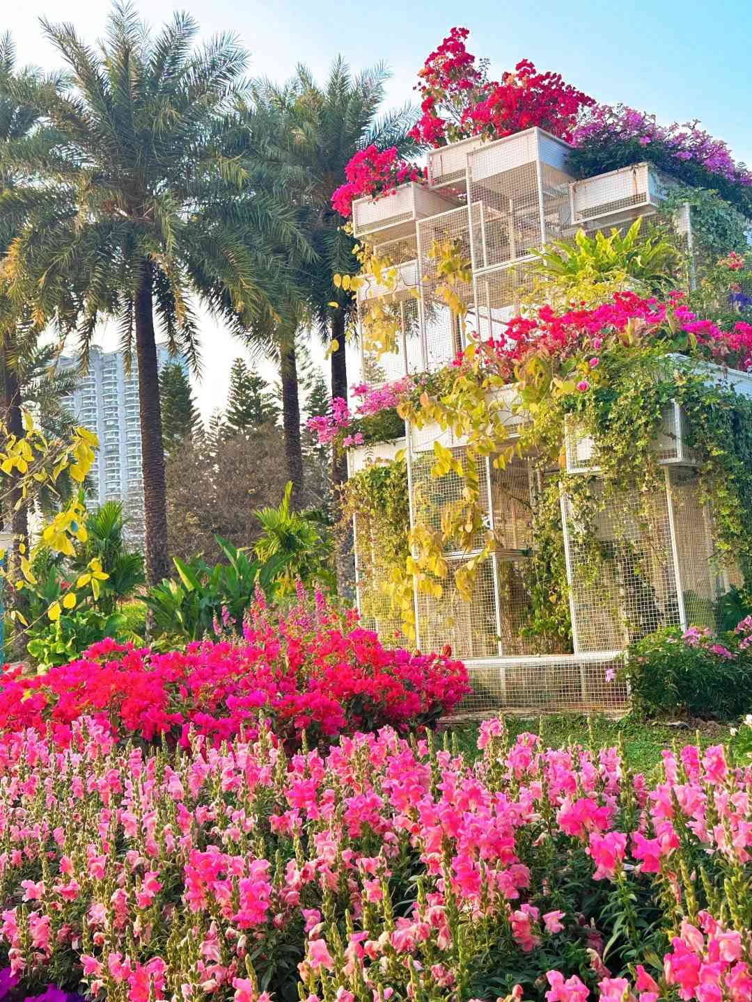 北上賞花|免費入場!超夢幻簕杜鵑花隧道、罌粟花海 北上賞花|免費入場!超夢幻簕杜鵑花隧道、罌粟花海