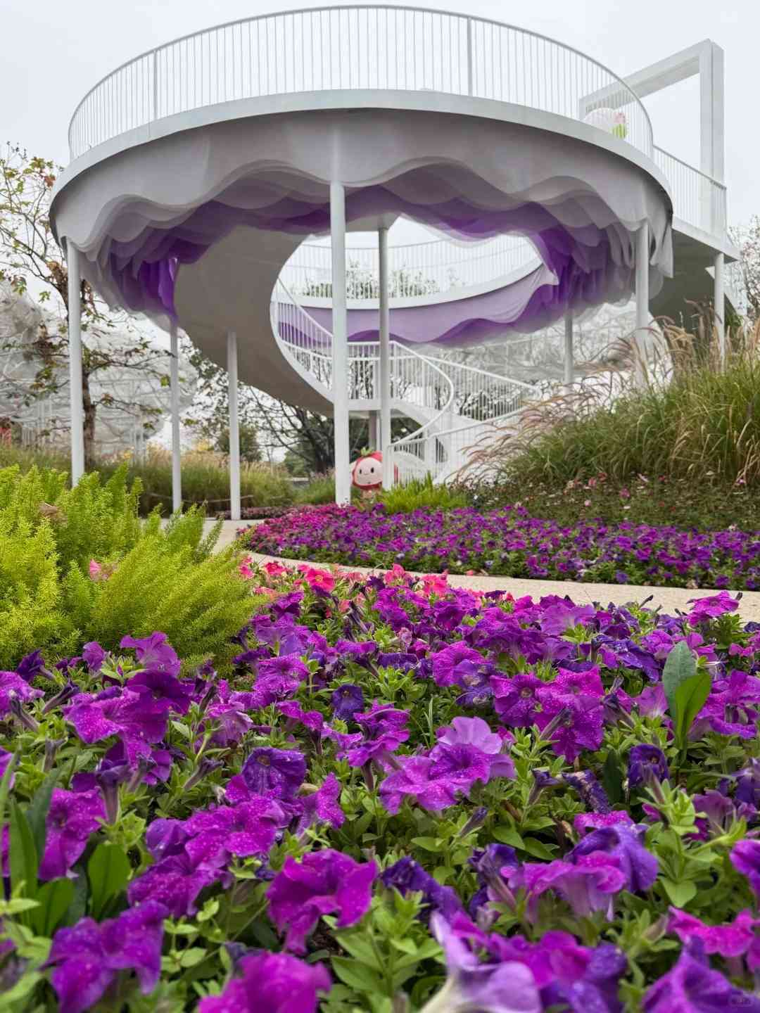 北上賞花|免費入場!超夢幻簕杜鵑花隧道、罌粟花海 北上賞花|免費入場!超夢幻簕杜鵑花隧道、罌粟花海