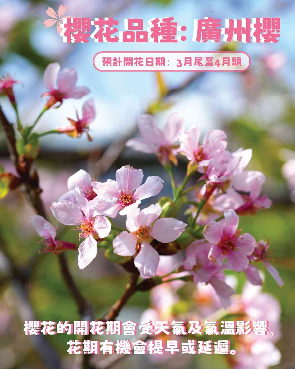 海洋公園周年優惠︱身份證含4、9號碼門票51折最平$137＋樂園櫻花熱點指南