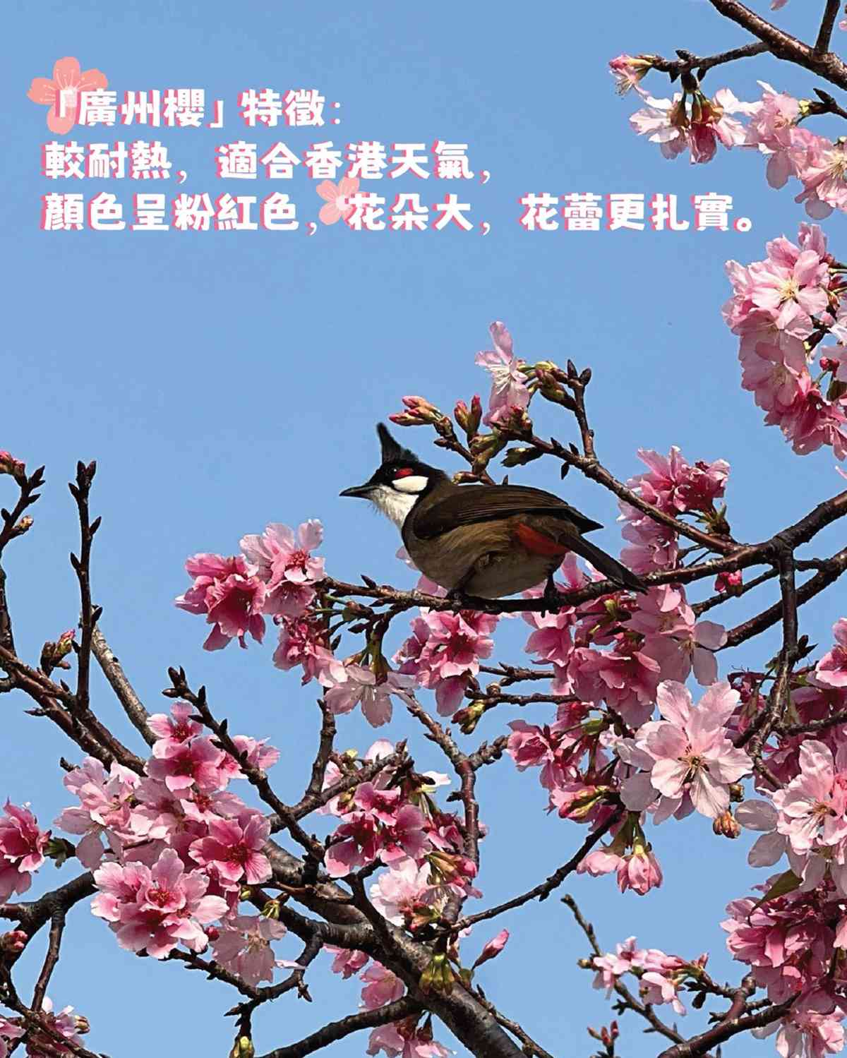 海洋公園周年優惠︱身份證含4、9號碼門票51折最平$137＋樂園櫻花熱點指南