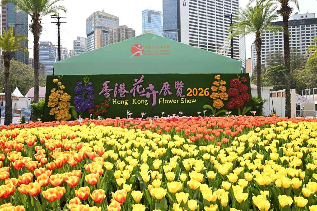 6大賞花熱點2026︱維園花展＋上水塱原波斯菊花海＋機場杜鵑小徑＋宮粉羊蹄甲＋櫻花＋黃花風鈴木攻略