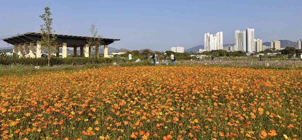 6大賞花熱點2026︱維園花展＋上水塱原波斯菊花海＋機場杜鵑小徑＋宮粉羊蹄甲＋櫻花＋黃花風鈴木攻略