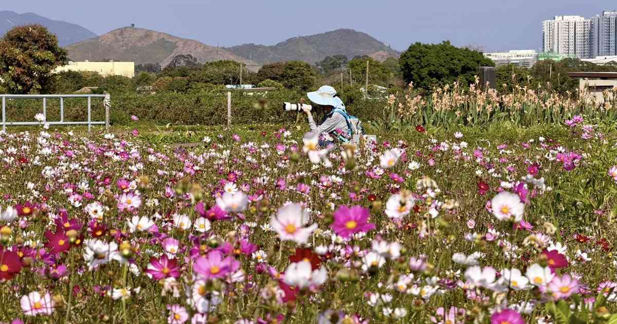 6大賞花熱點2026︱維園花展＋上水塱原波斯菊花海＋機場杜鵑小徑＋宮粉羊蹄甲＋櫻花＋黃花風鈴木攻略