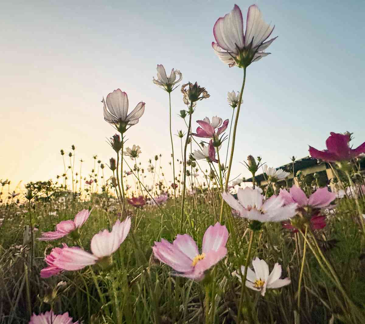 6大賞花熱點2026︱維園花展＋上水塱原波斯菊花海＋機場杜鵑小徑＋宮粉羊蹄甲＋櫻花＋黃花風鈴木攻略