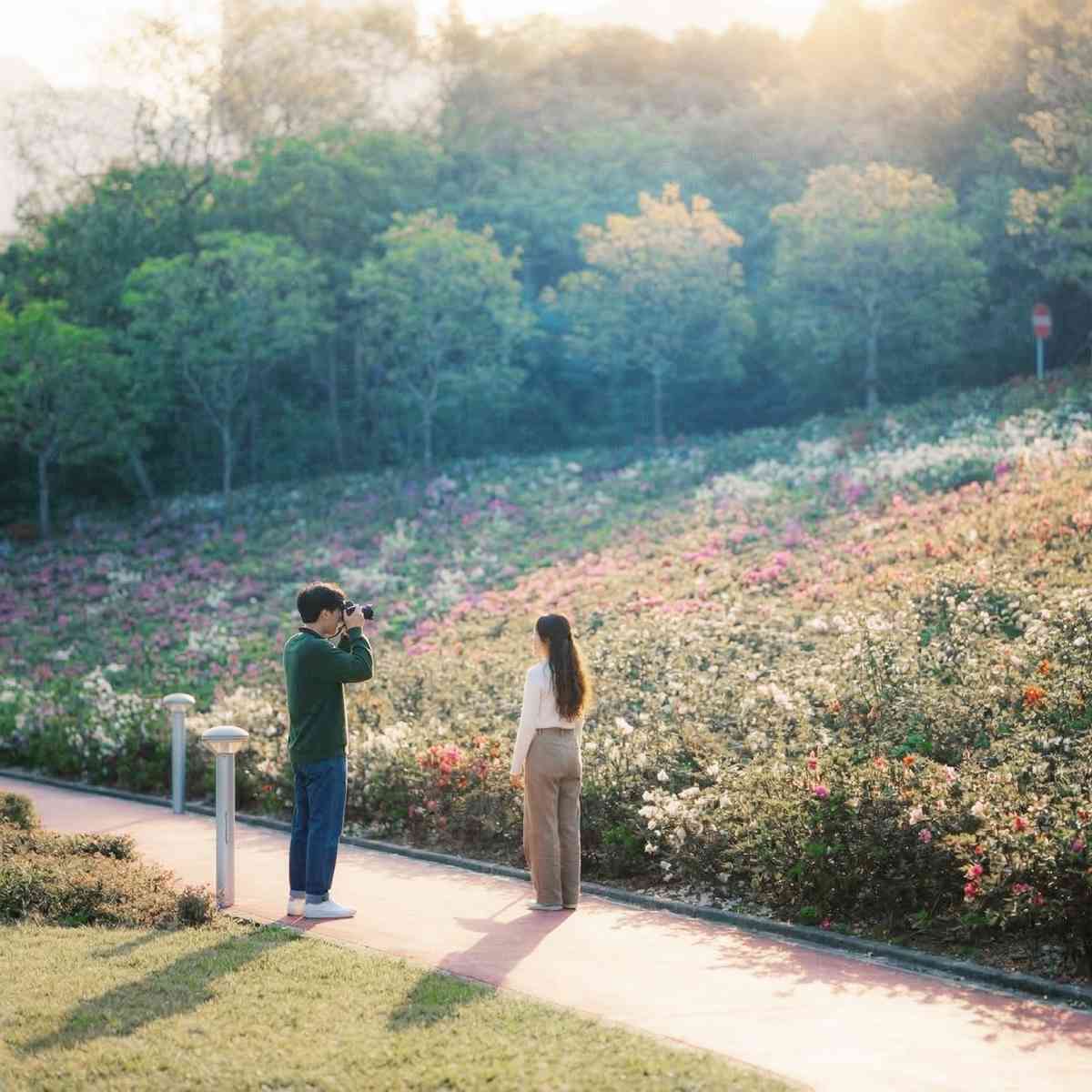 6大賞花熱點2026︱維園花展＋上水塱原波斯菊花海＋機場杜鵑小徑＋宮粉羊蹄甲＋櫻花＋黃花風鈴木攻略