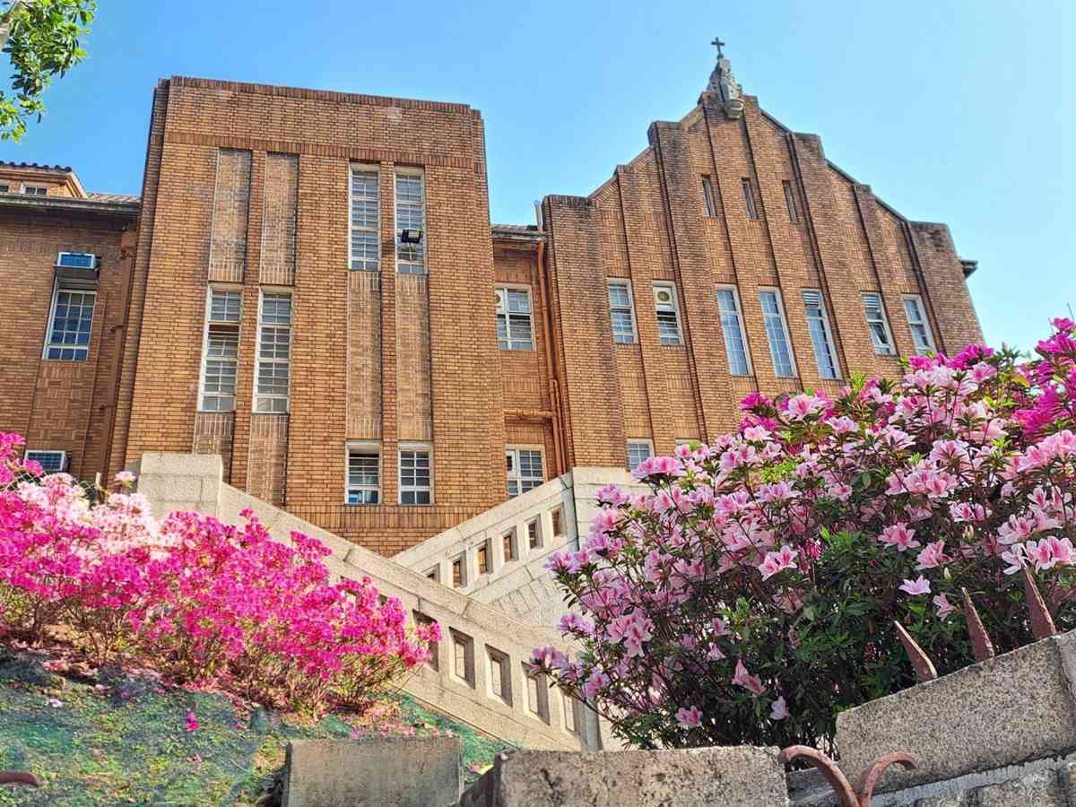 6大賞花熱點2026︱維園花展＋上水塱原波斯菊花海＋機場杜鵑小徑＋宮粉羊蹄甲＋櫻花＋黃花風鈴木攻略