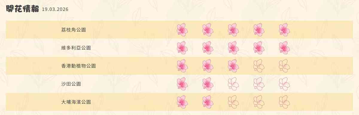 6大賞花熱點2026︱維園花展＋上水塱原波斯菊花海＋機場杜鵑小徑＋宮粉羊蹄甲＋櫻花＋黃花風鈴木攻略