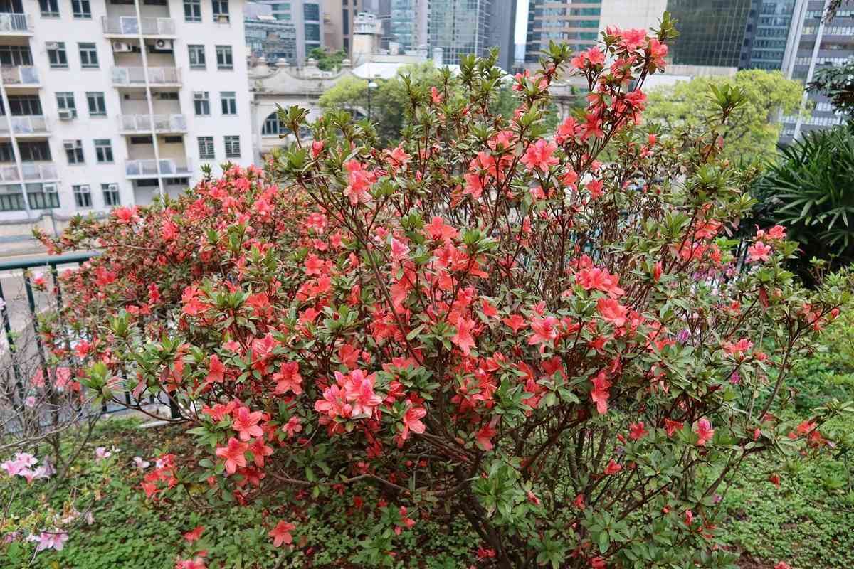 6大賞花熱點2026︱維園花展＋上水塱原波斯菊花海＋機場杜鵑小徑＋宮粉羊蹄甲＋櫻花＋黃花風鈴木攻略