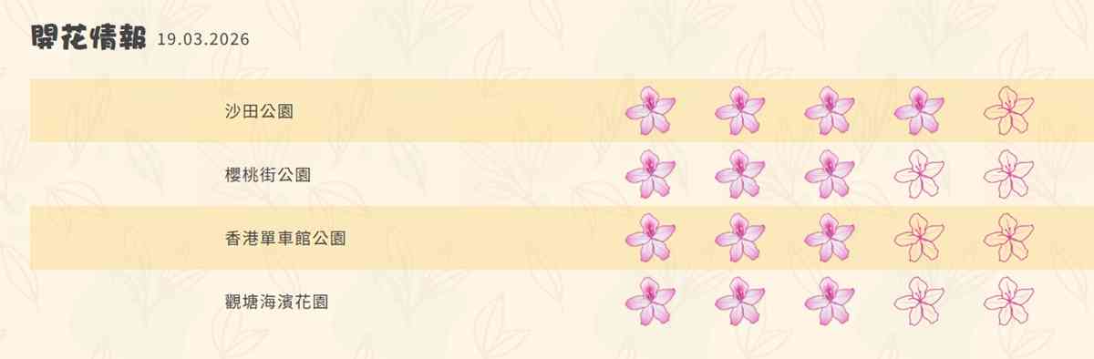 6大賞花熱點2026︱維園花展＋上水塱原波斯菊花海＋機場杜鵑小徑＋宮粉羊蹄甲＋櫻花＋黃花風鈴木攻略