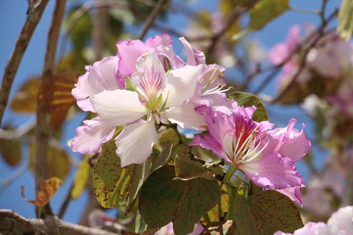 6大賞花熱點2026︱維園花展＋上水塱原波斯菊花海＋機場杜鵑小徑＋宮粉羊蹄甲＋櫻花＋黃花風鈴木攻略