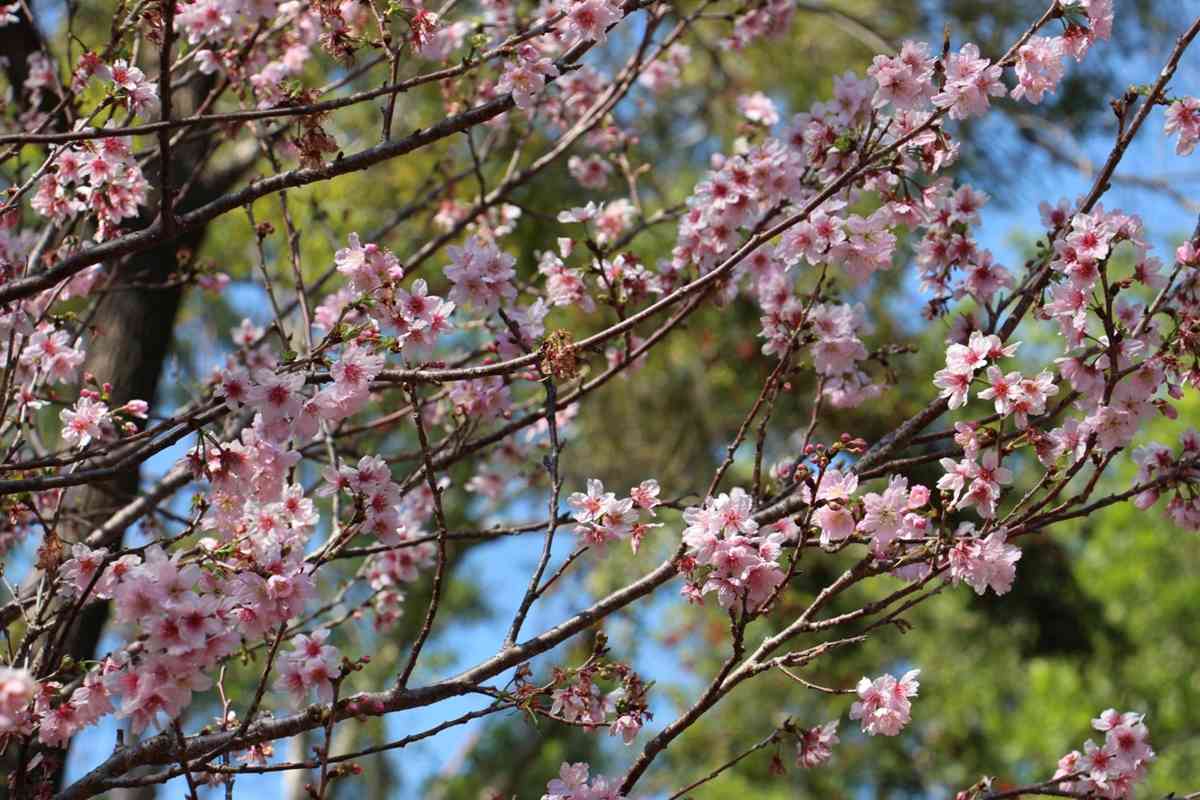 6大賞花熱點2026︱維園花展＋上水塱原波斯菊花海＋機場杜鵑小徑＋宮粉羊蹄甲＋櫻花＋黃花風鈴木攻略