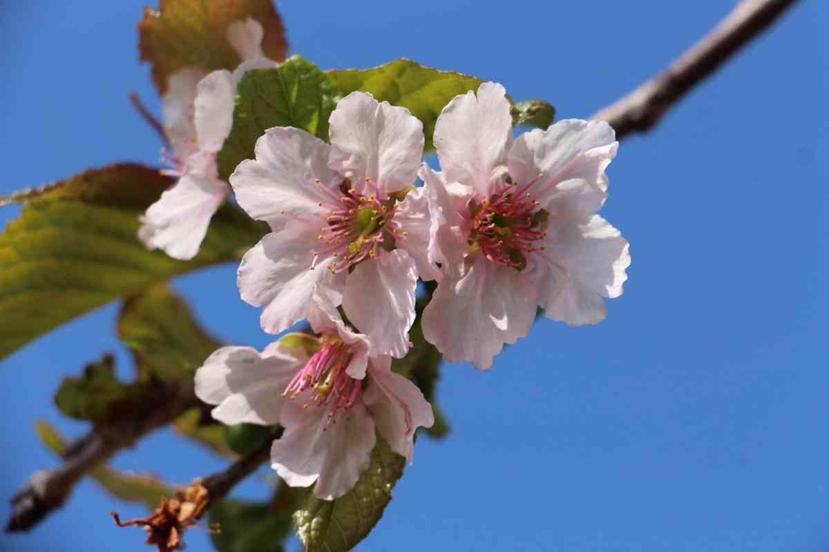 6大賞花熱點2026︱維園花展＋上水塱原波斯菊花海＋機場杜鵑小徑＋宮粉羊蹄甲＋櫻花＋黃花風鈴木攻略