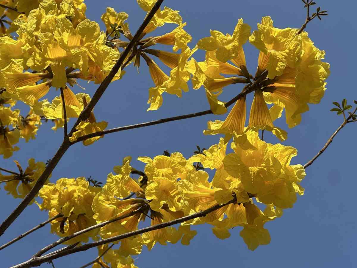 6大賞花熱點2026︱維園花展＋上水塱原波斯菊花海＋機場杜鵑小徑＋宮粉羊蹄甲＋櫻花＋黃花風鈴木攻略