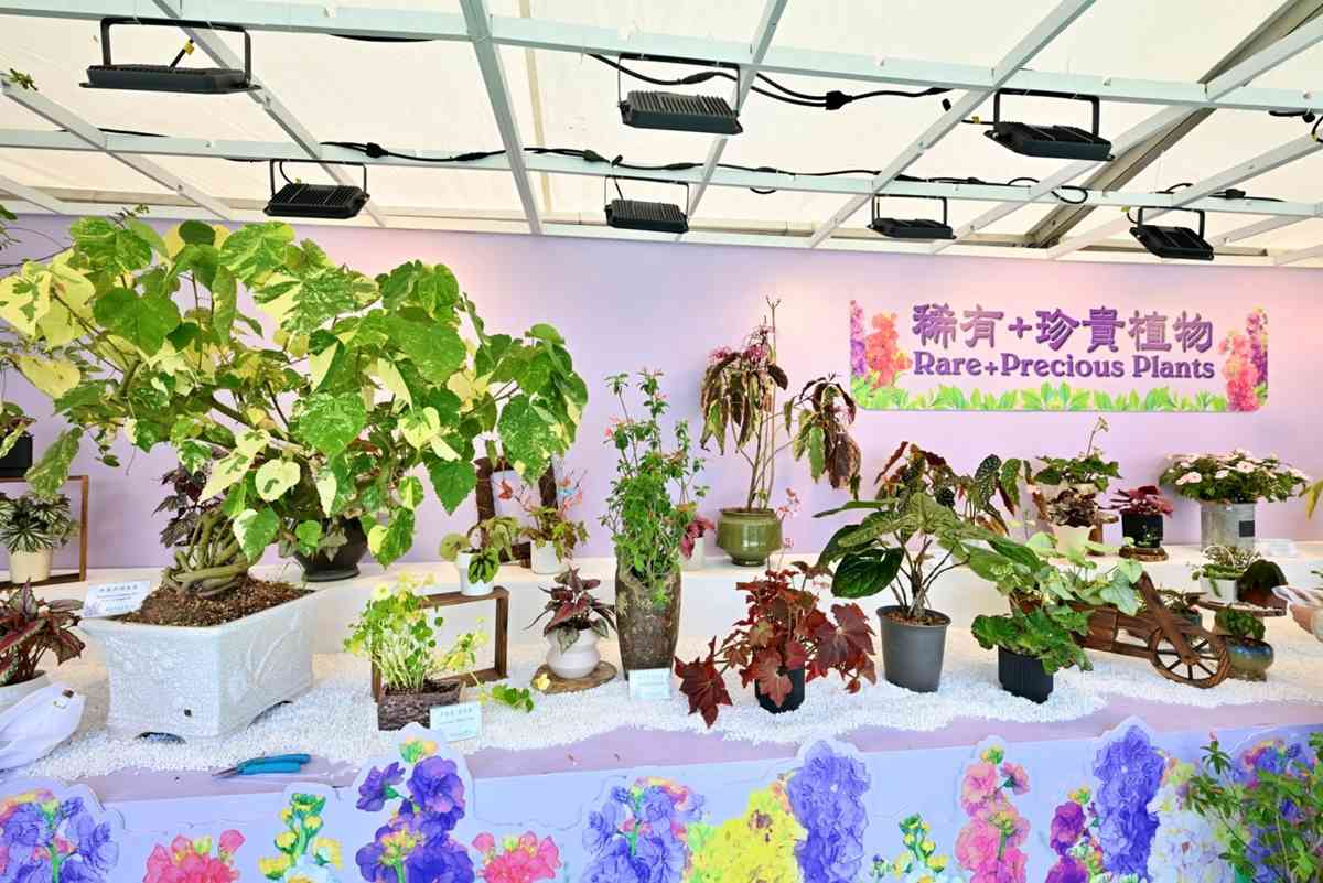 香港花展2026|維園巨型紫羅蘭打卡牆+鬱金香花海+點心/蛋撻主題園圃+微型藝術展+美食推介 香港花展2026|維園巨型紫羅蘭打卡牆+鬱金香花海+點心/蛋撻主題園圃+微型藝術展+美食推介