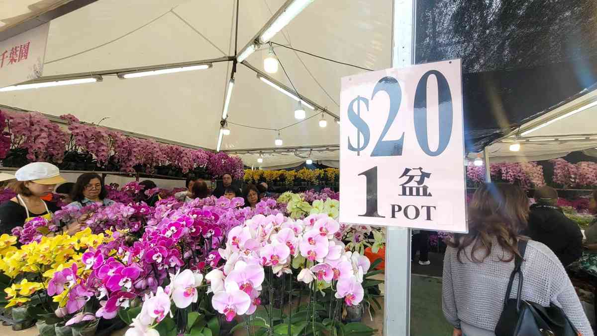 香港花展2026|維園巨型紫羅蘭打卡牆+鬱金香花海+點心/蛋撻主題園圃+微型藝術展+美食推介 香港花展2026|維園巨型紫羅蘭打卡牆+鬱金香花海+點心/蛋撻主題園圃+微型藝術展+美食推介