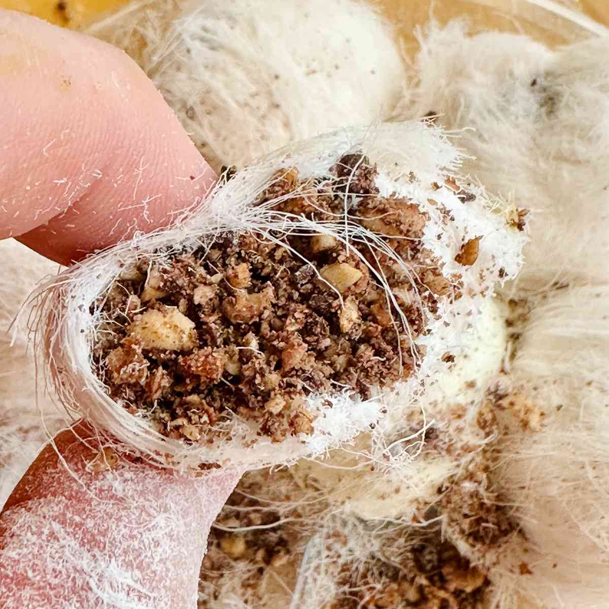 澳門6大打卡美食｜記者親身試食！開心果麻糬蛋撻、咖喱魚蛋雞蛋仔、花花龍鬚糖