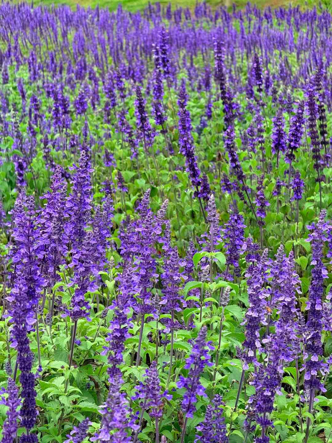 深圳打卡|浪漫紫色花海!地鐵直達+免費入場+可踩單車遊走夢幻花田 深圳打卡|浪漫紫色花海!地鐵直達+免費入場+可踩單車遊走夢幻花田