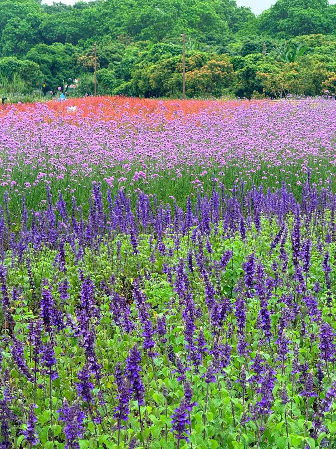 深圳打卡|浪漫紫色花海!地鐵直達+免費入場+可踩單車遊走夢幻花田 深圳打卡|浪漫紫色花海!地鐵直達+免費入場+可踩單車遊走夢幻花田