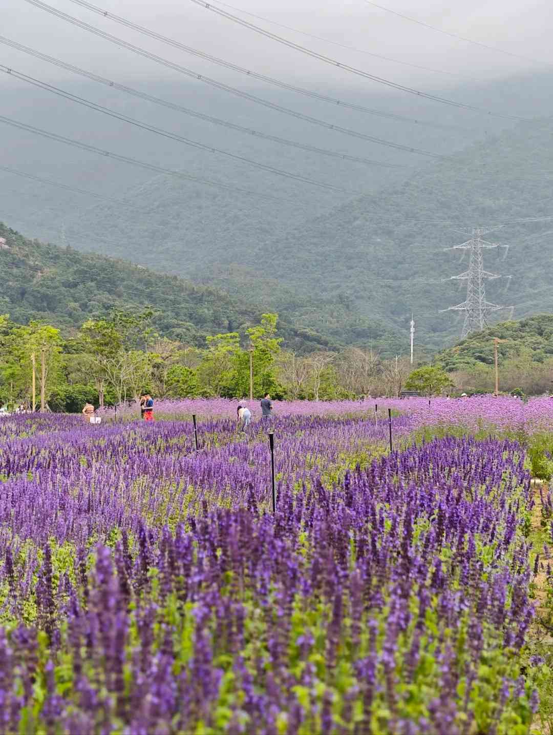 深圳打卡|浪漫紫色花海!地鐵直達+免費入場+可踩單車遊走夢幻花田 深圳打卡|浪漫紫色花海!地鐵直達+免費入場+可踩單車遊走夢幻花田
