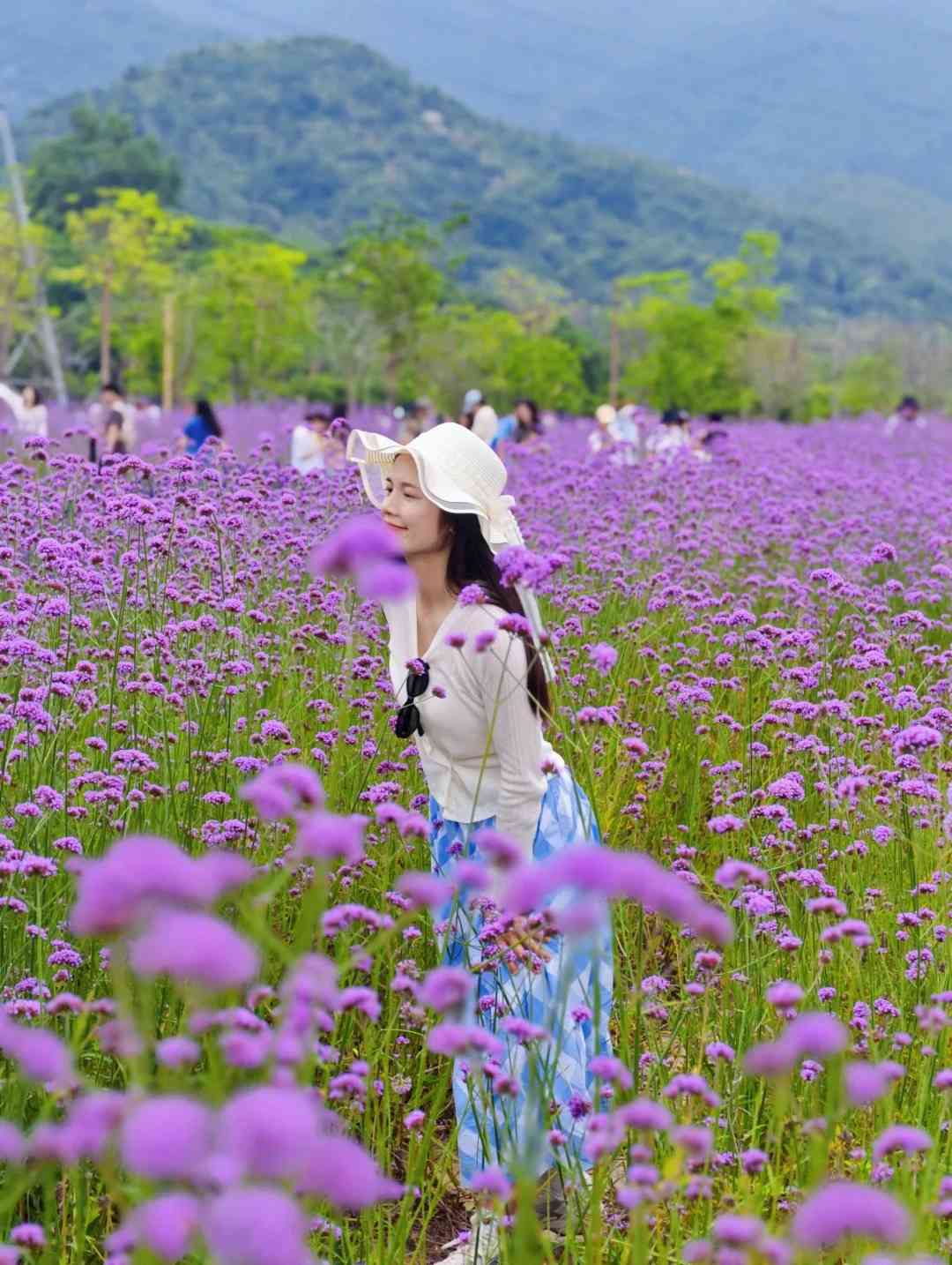 深圳打卡|浪漫紫色花海!地鐵直達+免費入場+可踩單車遊走夢幻花田 深圳打卡|浪漫紫色花海!地鐵直達+免費入場+可踩單車遊走夢幻花田