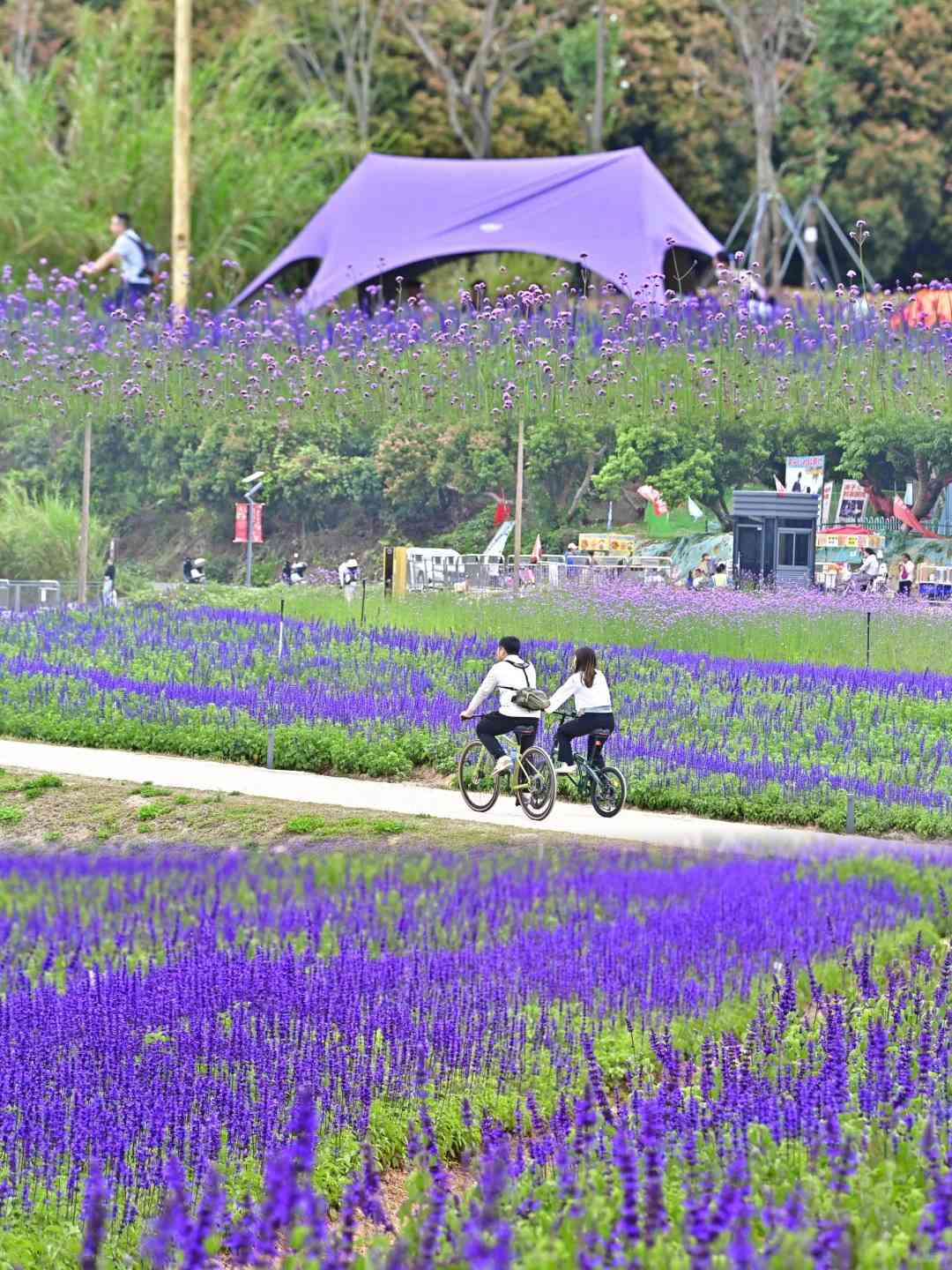 深圳打卡|浪漫紫色花海!地鐵直達+免費入場+可踩單車遊走夢幻花田 深圳打卡|浪漫紫色花海!地鐵直達+免費入場+可踩單車遊走夢幻花田