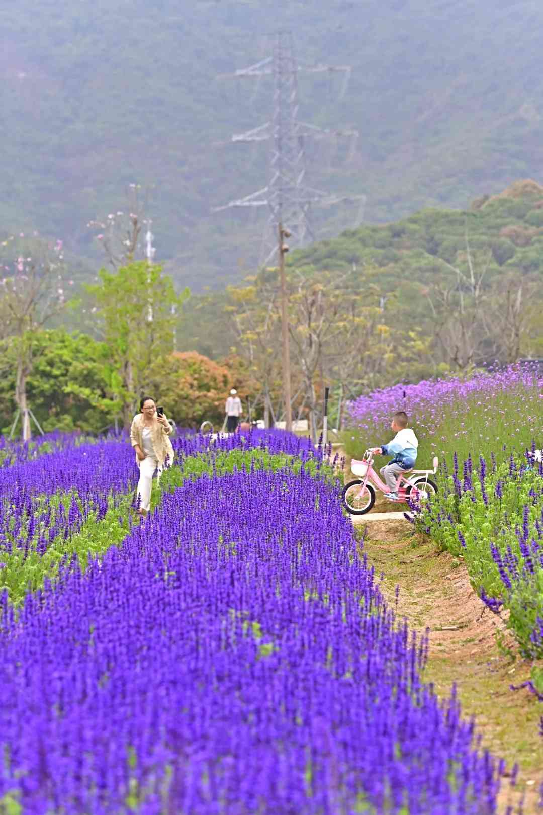 深圳打卡|浪漫紫色花海!地鐵直達+免費入場+可踩單車遊走夢幻花田 深圳打卡|浪漫紫色花海!地鐵直達+免費入場+可踩單車遊走夢幻花田