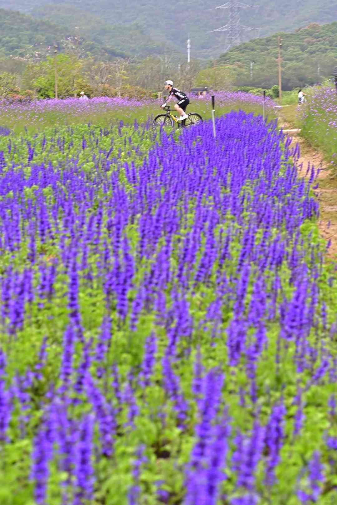 深圳打卡|浪漫紫色花海!地鐵直達+免費入場+可踩單車遊走夢幻花田 深圳打卡|浪漫紫色花海!地鐵直達+免費入場+可踩單車遊走夢幻花田