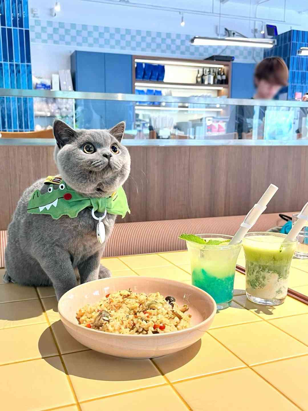 寵物友善餐廳︱荃灣南豐紗廠期間限定主題餐廳+毛孩蛋糕+特飲美食+免費禮品包 寵物友善餐廳︱荃灣南豐紗廠期間限定主題餐廳+毛孩蛋糕+特飲美食+免費禮品包