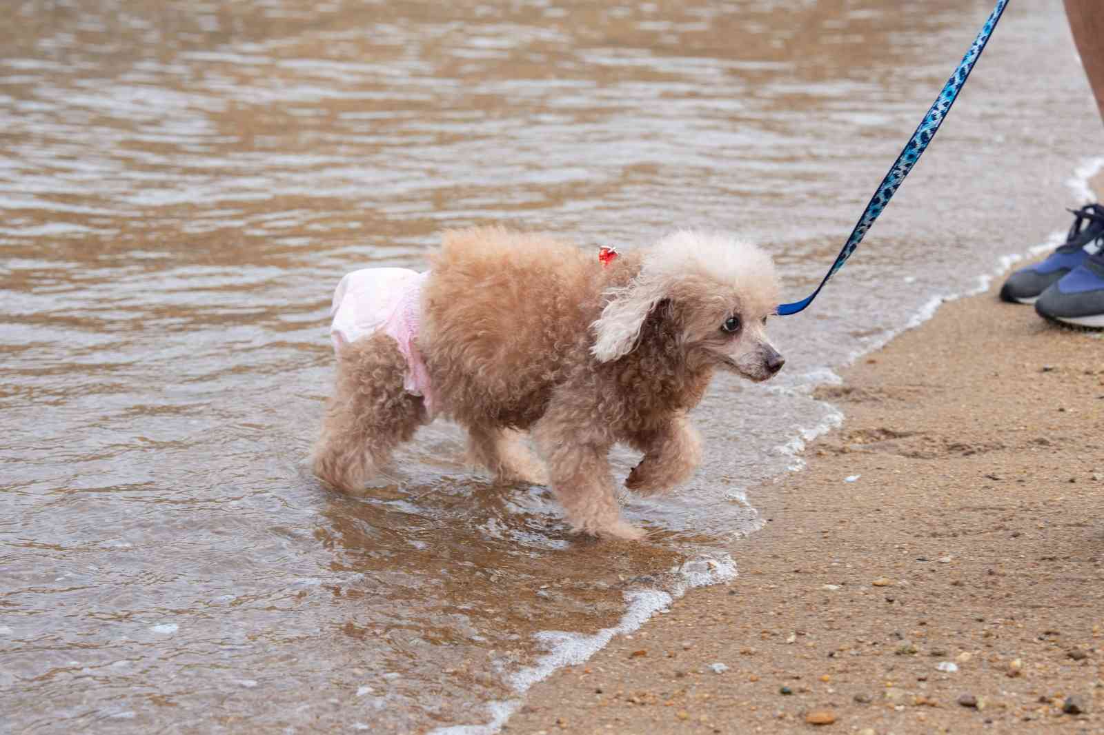 寵物情報︱九巴寵物巴士5大路線＋七日票任搭優惠＋阿棍屋年長狗狗首踏沙灘