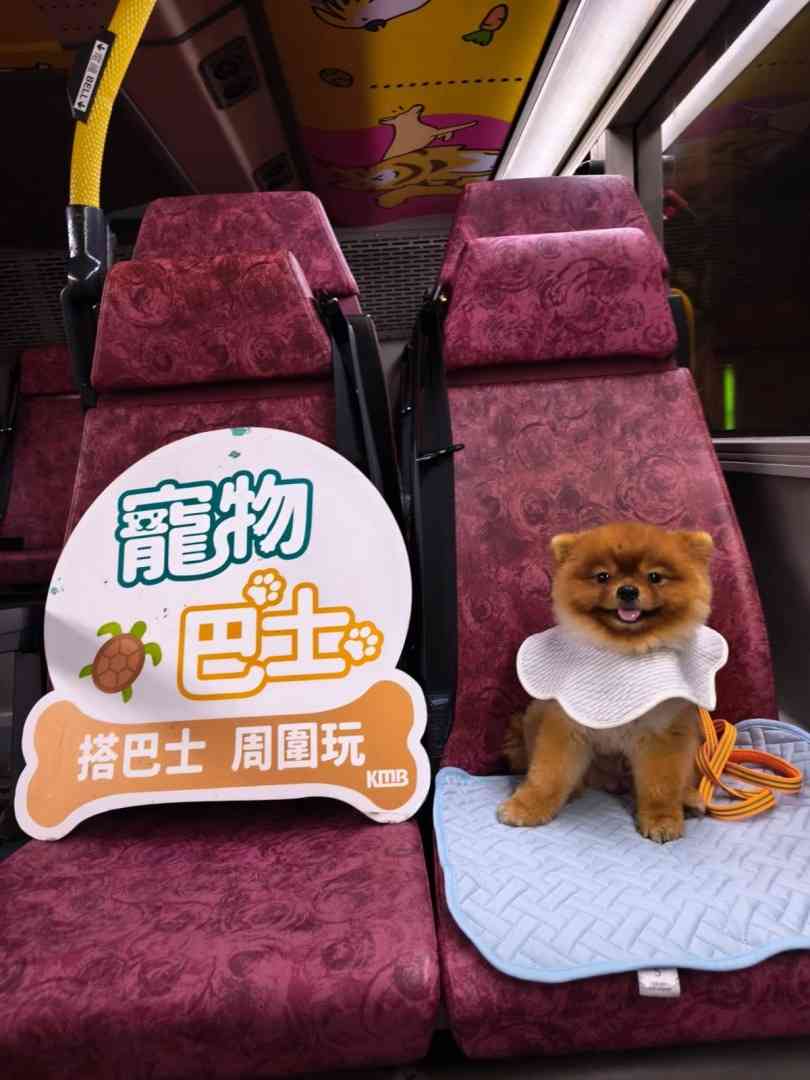寵物情報︱九巴寵物巴士5大路線＋七日票任搭優惠＋阿棍屋年長狗狗首踏沙灘