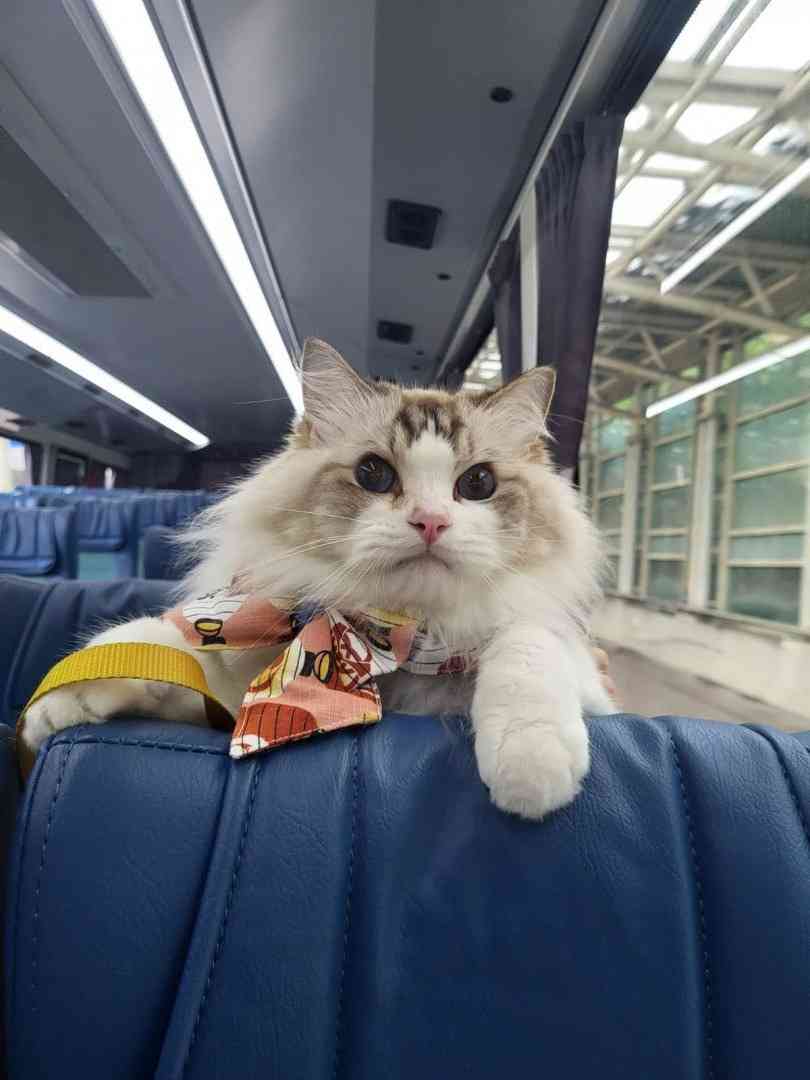 寵物情報︱九巴寵物巴士5大路線＋七日票任搭優惠＋阿棍屋年長狗狗首踏沙灘