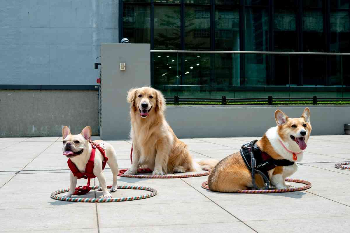 毛孩好去處｜南豐紗廠全新寵物樂園「汪汪大道Woof Avenue」：2,000呎戶外狗狗放電區＋6大交通主題打卡點