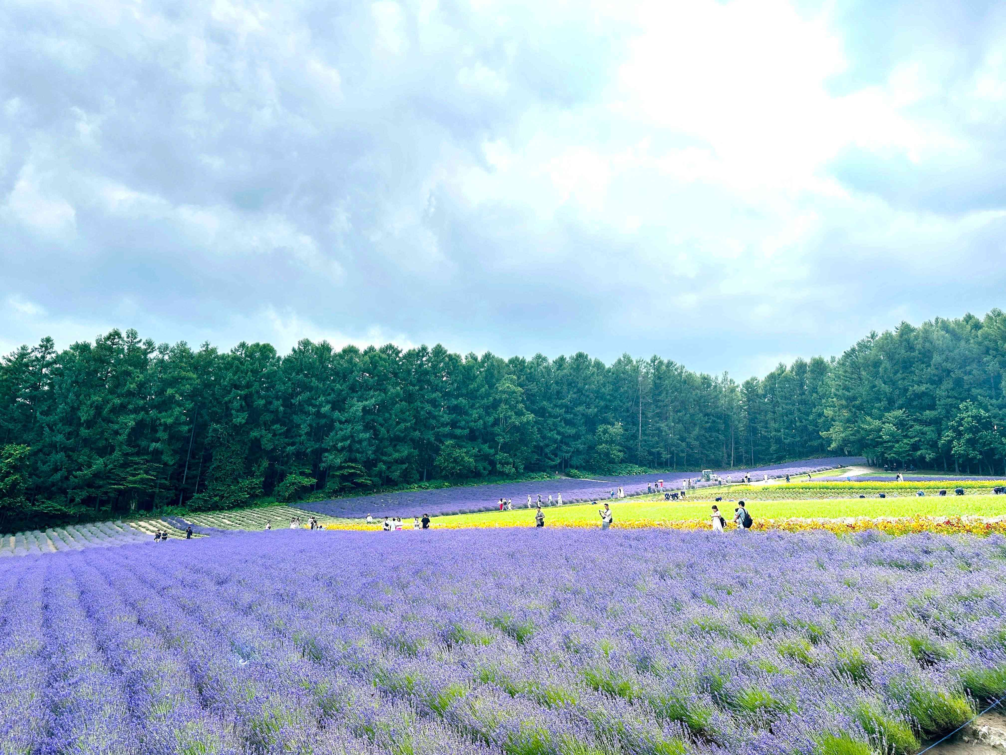 北海道「上富良野薰衣草祭」沉浸式賞花體驗（有片）：4.2萬平方米薰衣草花田＋煙花＋光影表演＋肥皂泡＋天然花香