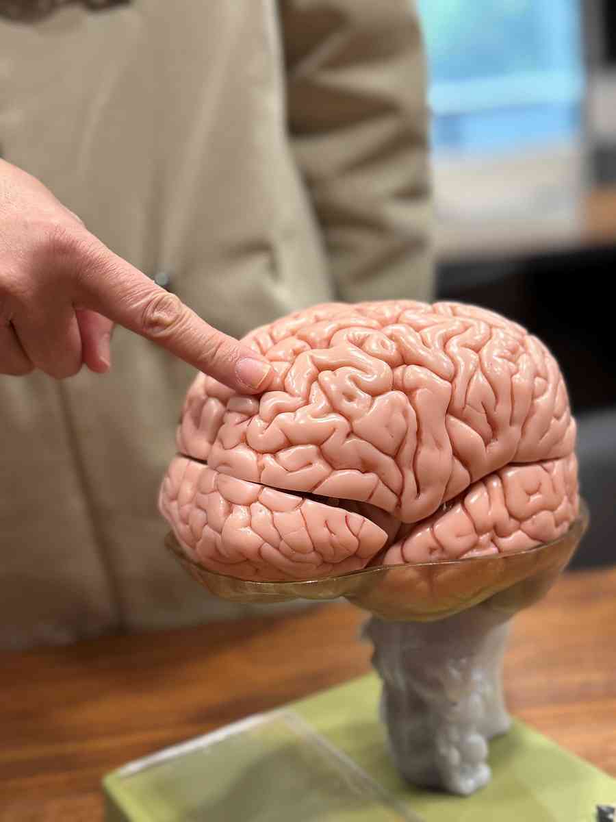 中大推免費測試！提前識別早期認知障礙 結合生活醫學，緩解腦退化風險