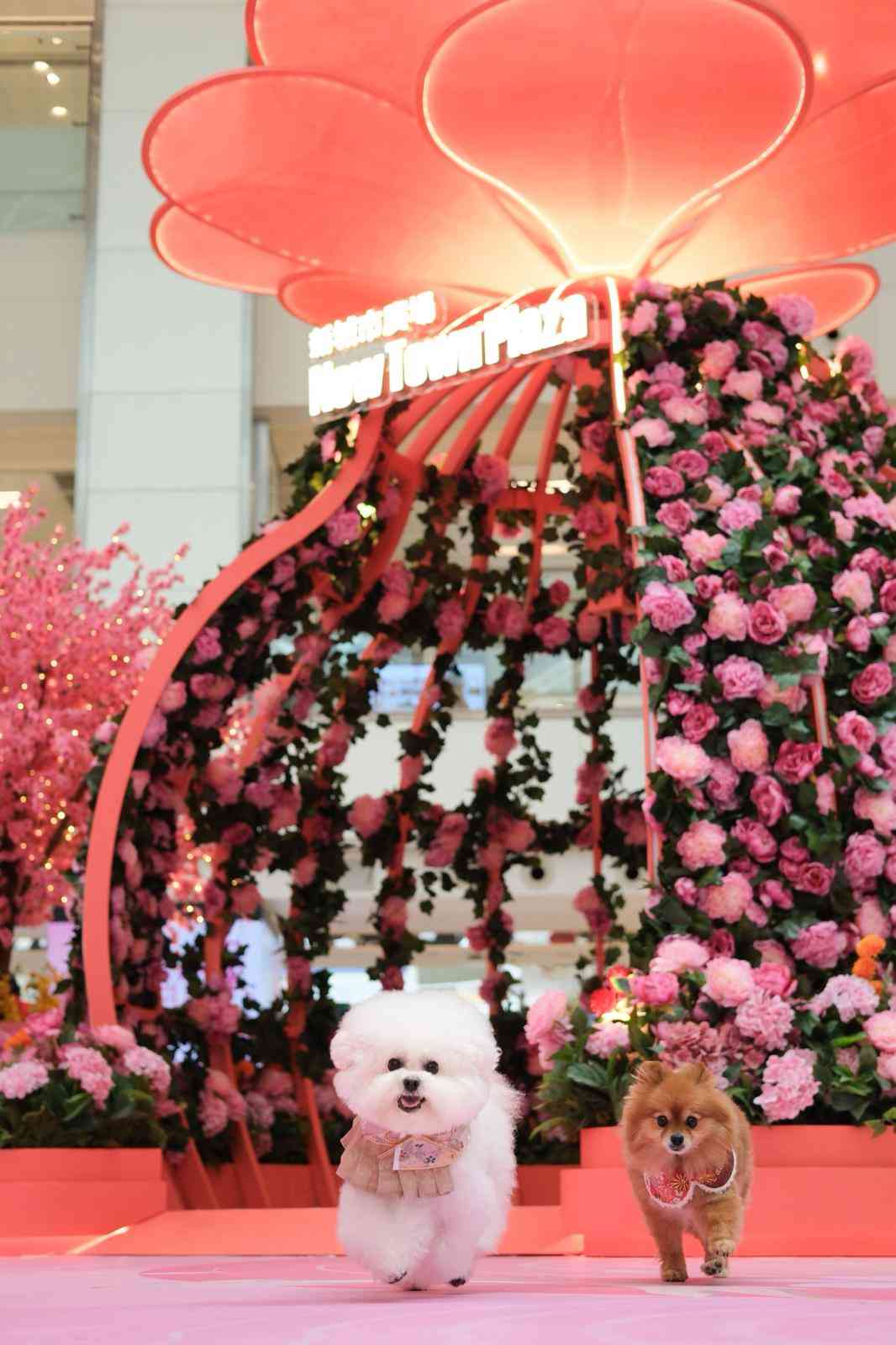 【讚好有禮】賞：新城市廣場「沙田四景．緣滿新春利是封」禮盒