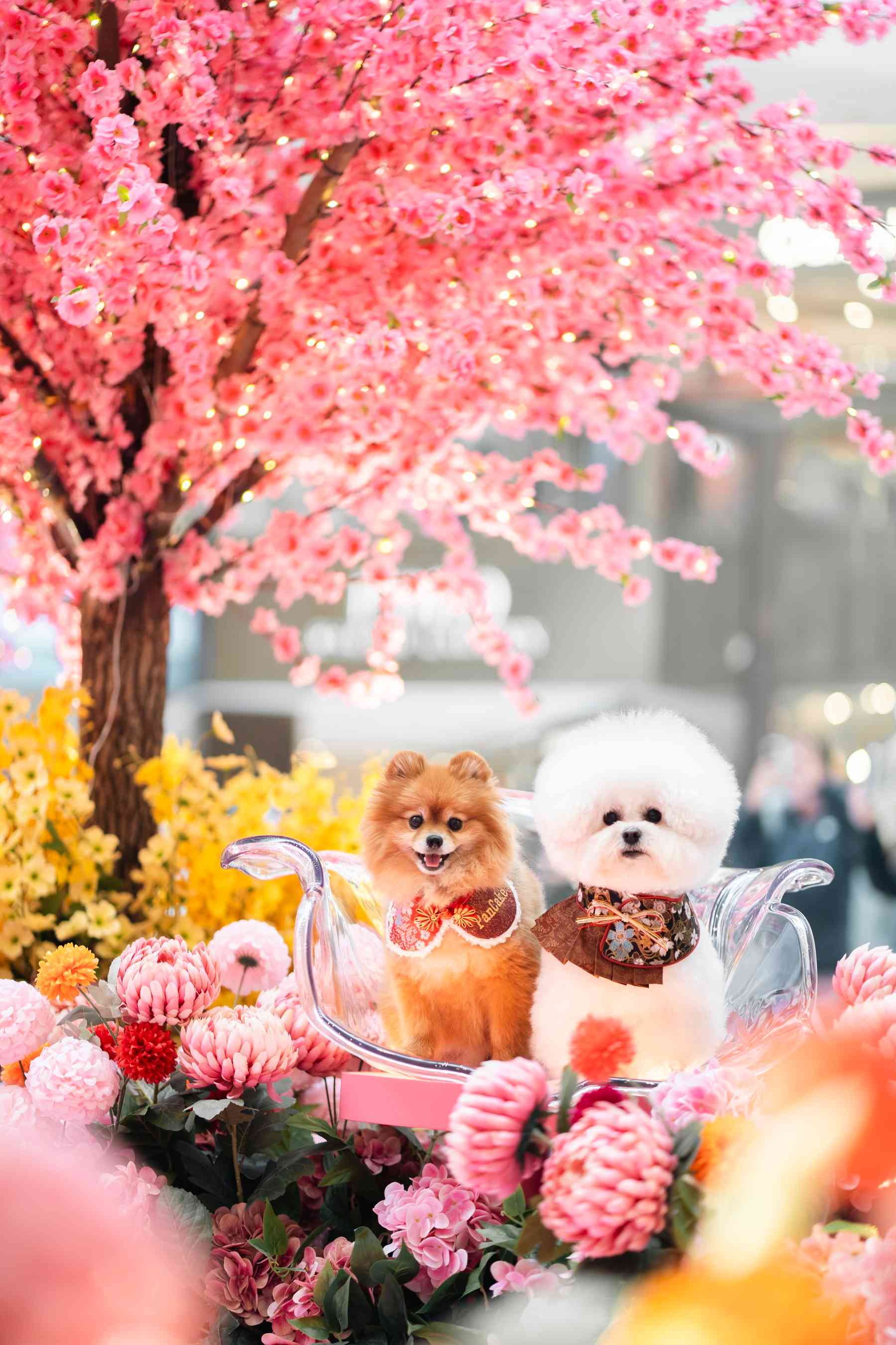 【讚好有禮】賞：新城市廣場「沙田四景．緣滿新春利是封」禮盒