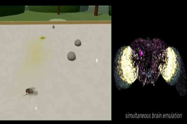 AI | FOCUS | 「龍蝦」未冷「果蠅」又至，AI終極竟是原點？