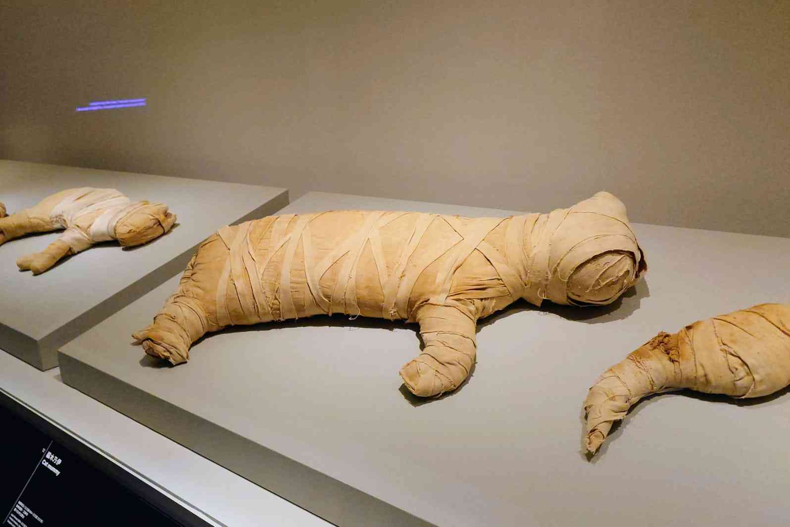 故宮「古埃及文明大展」最深入導賞！與北大教授顏海英對談，看貓木乃伊的宗教啟示