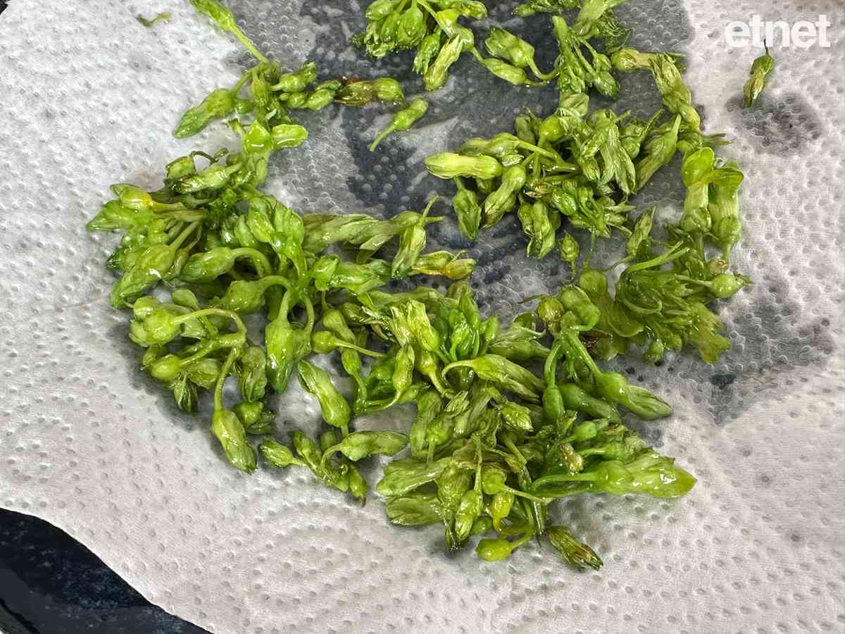 伴飯素食譜推介:鮮茄汁煮清爽夜香花豆包 番茄煮法百搭大人細路都喜愛 伴飯素食譜推介:鮮茄汁煮清爽夜香花豆包 番茄煮法百搭大人細路都喜愛