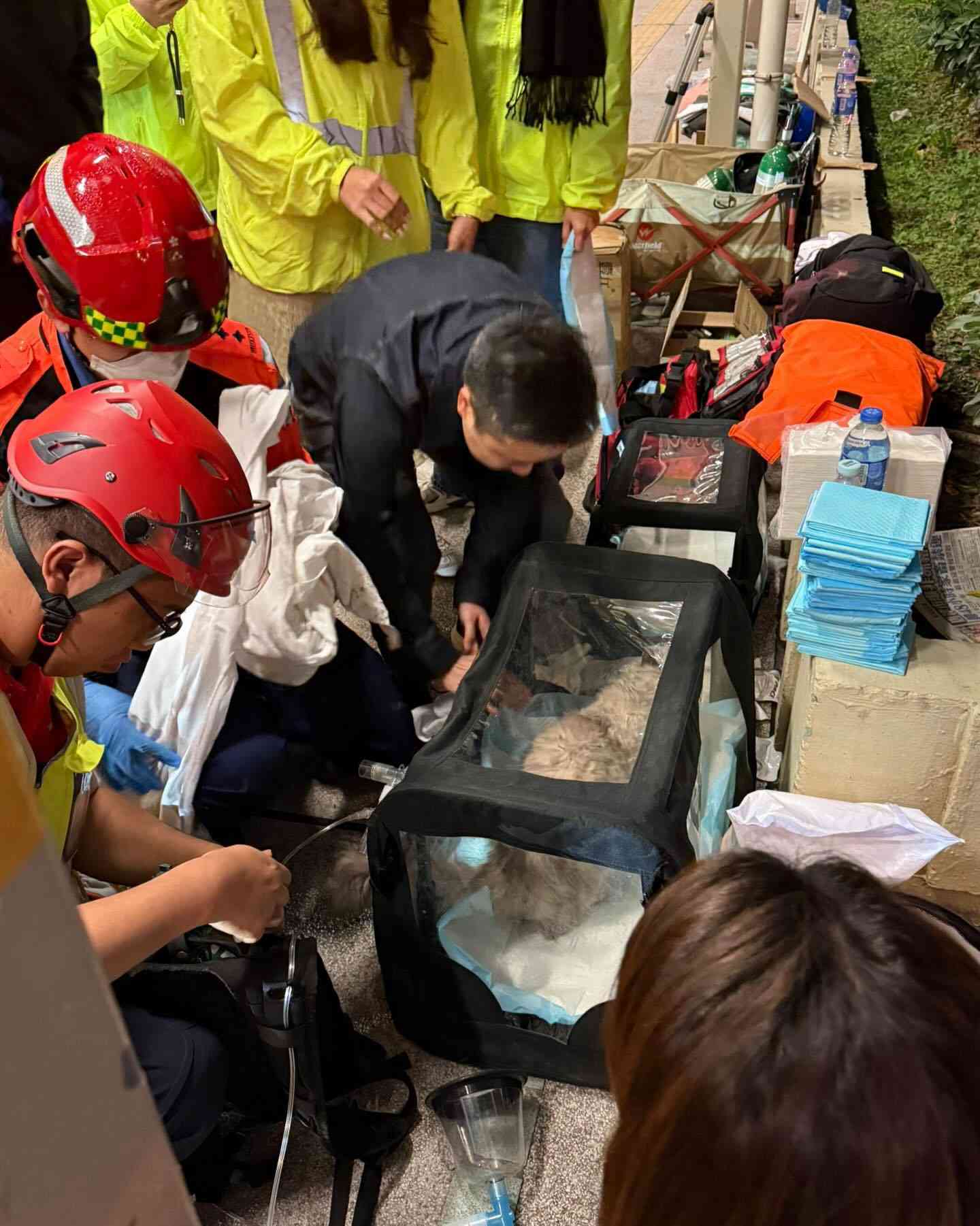 宏福苑大火︱全港順豐站收集應急物資支援+捐贈寵物糧食+動物緊急支援 宏福苑大火︱全港順豐站收集應急物資支援+捐贈寵物糧食+動物緊急支援