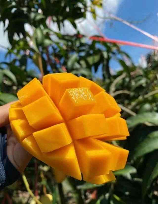 豪門懸案：芒果帝國何去何從 時尚品牌Mango長子涉嫌殺父接受調查