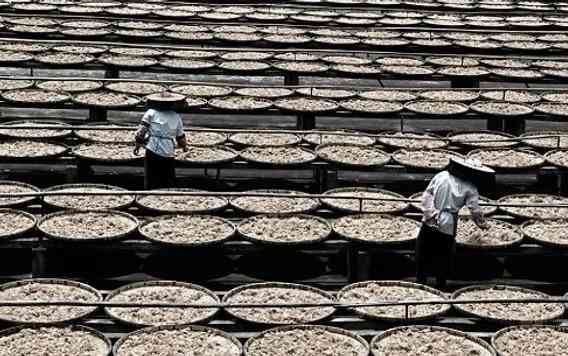 澳門同益百花魁醬園 百年歲月醞釀的古法工藝 澳門同益百花魁醬園 百年歲月醞釀的古法工藝