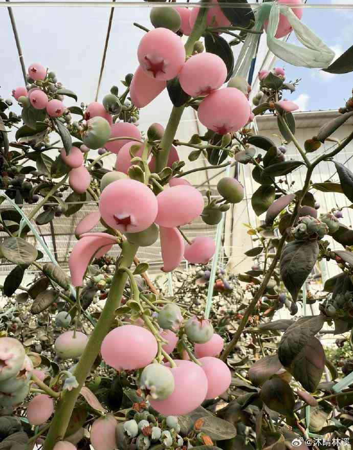 粉色藍莓｜｢粉色藍莓｣內地爆紅每公斤炒至￥800　專家證真實存在2大原因賣天價