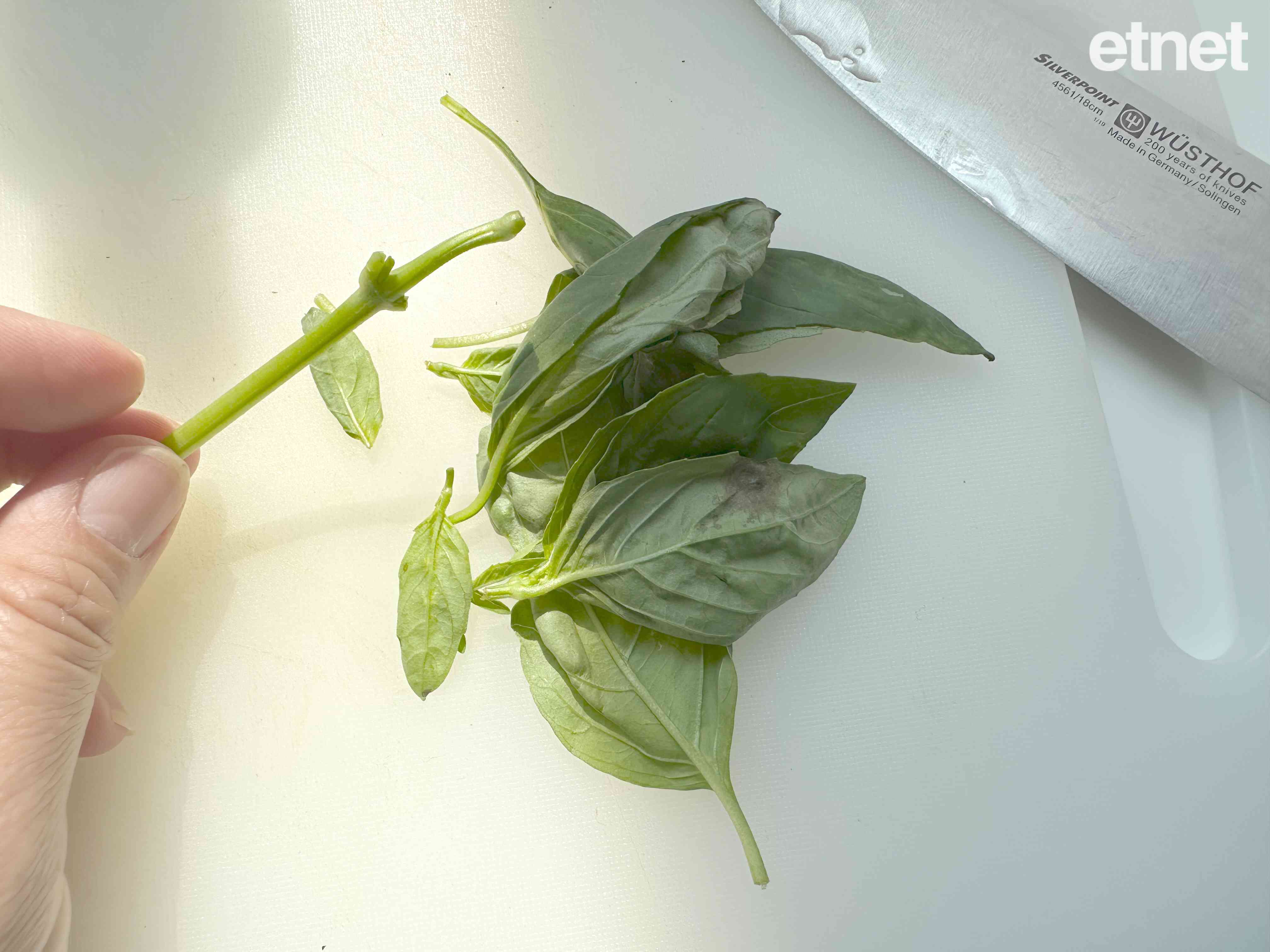 今期素食譜推介:大蘑菇脆卷 │ 我愛波特菇,沒有魔法,卻有獨特的味力 今期素食譜推介:大蘑菇脆卷 │ 我愛波特菇,沒有魔法,卻有獨特的味力