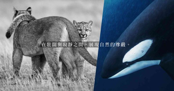 凝視自然的靈魂！保育攝影師Paul Nicklen全新攝影集...