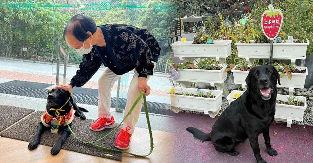 友伴犬計劃｜讓長者由被照顧者成為照顧者！研究顯示：有助提升身心健康