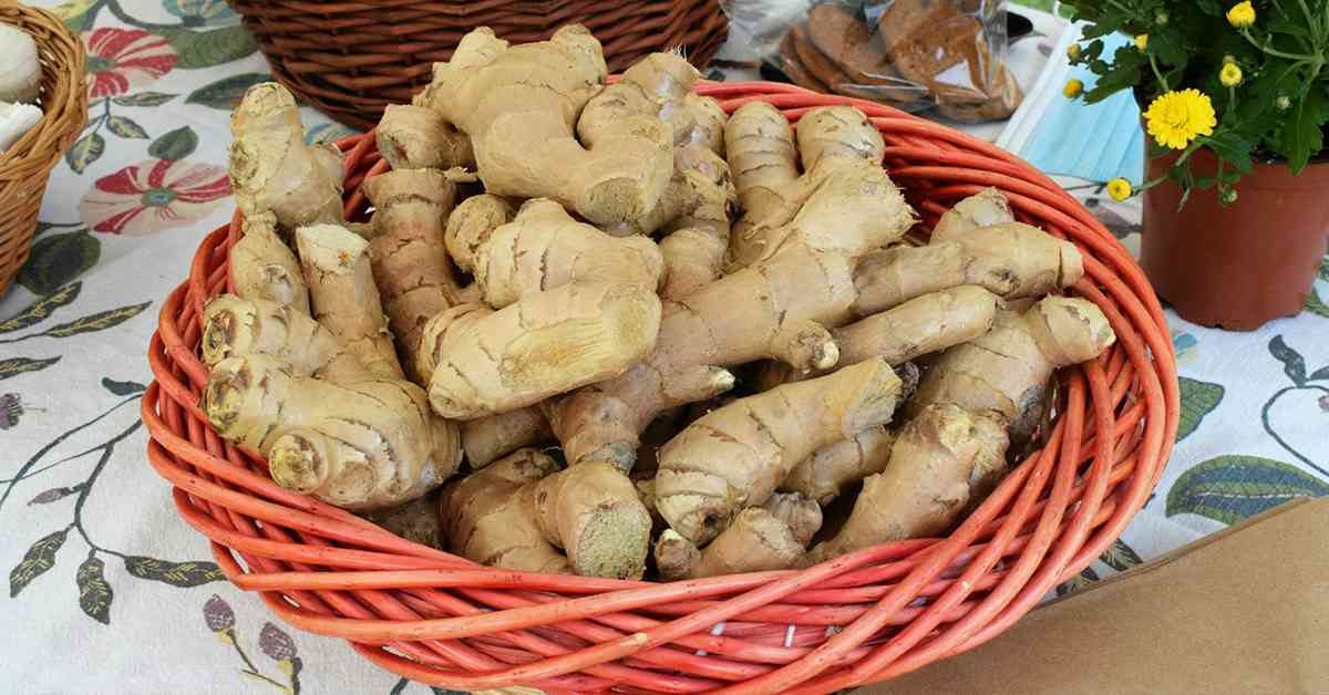 冬日暖身恩物 │ 香港人虛寒體質多，燴薑藥性溫、長期食用功效勝生薑