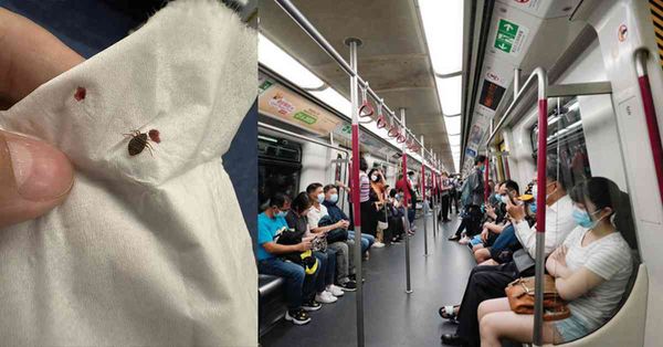 怪蟲出沒 │ 港鐵車廂驚現怪蟲！女乘客被咬腫脹勁痕 網民驚呼真身恐怖+港鐵回應