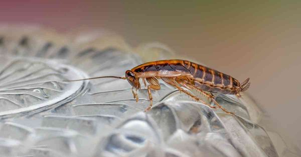 滅蟲妙法 │ 專家教2招殲滅曱甴，自製環保殺蟲劑，屋企放1物長效防蟲